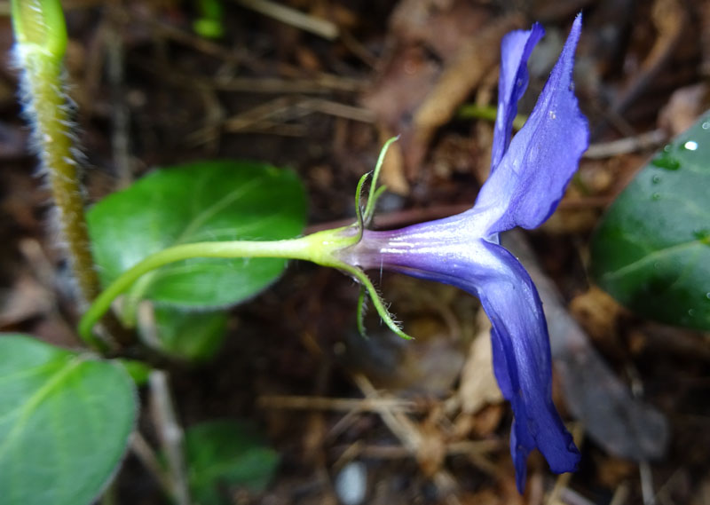 Vinca major / Pervinca maggiore